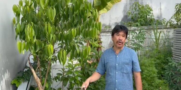 FOTO IST/MATA KALTENG - Pemerhati Pendidikan, Dr Joni saat menunjukkan stek daun kayu manis yang sudah tumbuh besar di pekarangan rumahnya.