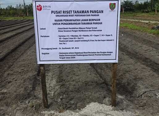 FOTO: IST/MATAKALTENG - Kegiatan penanaman sorgum di kawasan UPTD BPTPHPT di Jl. Cilik Riwut KM 38 Palangka Raya.