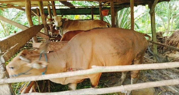 FOTO: IST/MATAKALTENG - Sapi untuk persiapan hewan kurban.