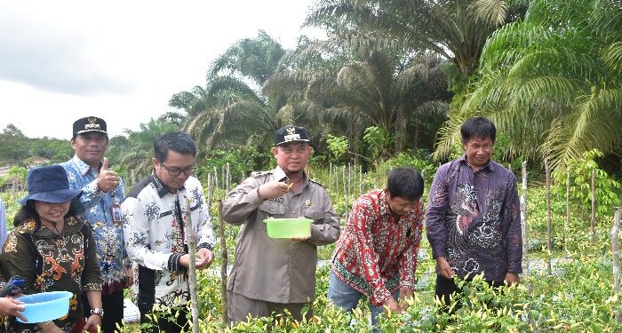 FOTO: MATAKALTENG - Pj Bupati Katingan Saiful, saat Penanaman Cabai dalam rangka Penanganan Inflasi Kabupaten Katingan.