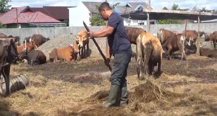 FOTO: AGUS/MATAKALTENG - Sapi kurban yang ada di Kota Sampit.