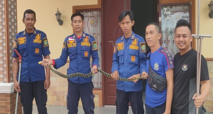 Foto: MATAKALTENG-  Anggota Damkar Barsel saat mengamankan ular Cicin Emas yang masuk ke rumah warga.