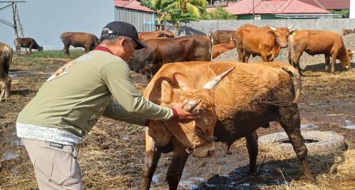 FOTO : DEVIANA/MATAKALTENG - Pemeriksaan hewan kurban oleh tim DPKP Kotim, Selasa 11 Juni 2024.