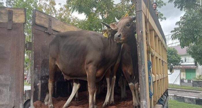 Foto : AKH/MATAKALTENG - Sapi Kurban Bantuan Pemprov Kalteng untuk Sukamara.