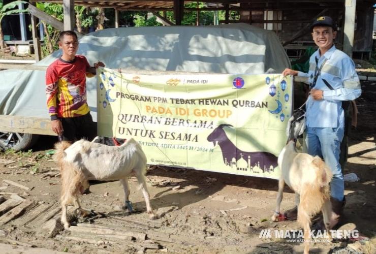 Tiga Desa di Kecamatan Dusun Hilir Terima Sapi Qurban dari PT Pada Idi