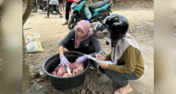 Foto : AKH/MATAKALTENG - Petugas Diskeptan Sukamara saat melaksanakan pemeriksaan daging kurban.