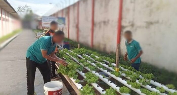 Foto: DIAN/MATA KALTENG - WBP Lapas Sampit saat panen sayur hidroponik.
