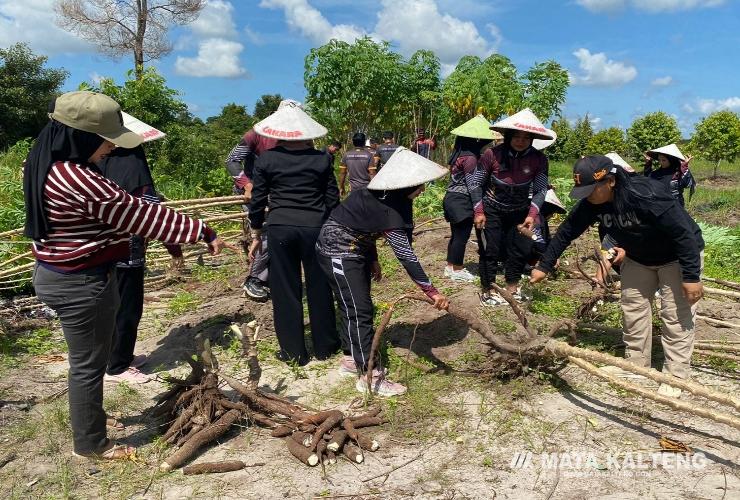 Keberhasilan Program Kemandirian Warga Binaan, Lapas Sukamara Panen Singkong