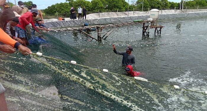 Foto : AKH/MATAKALTENG - Panen udang vaname di Kabupaten Sukamara yang menjadi produk andalan daerah tersebut.