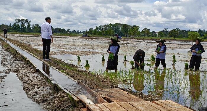 FOTO : DEVIANA/MATAKALTENG - Presiden RI Jokowi saat menyapa petani di Desa Bapeang, Kotim, Rabu 26 Juni 2024.