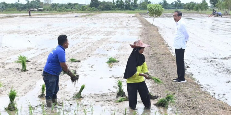 Foto: IST/MATA KALTENG - Presiden Joko Widodo saat berkunjung ke salah satu areal pertanian yang ada di Desa Bapeang, Kecamatan MB Ketapang, Kotim beberapa waktu lalu.