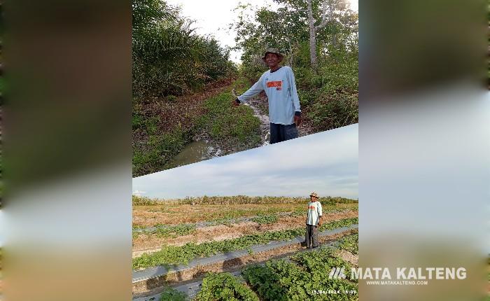 Penjualan Semangka Barito Selatan Tembus Hingga Singapore