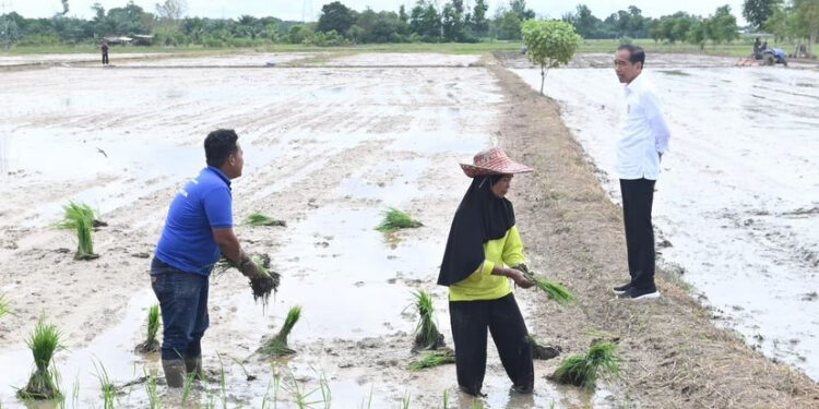 Foto: IST/MATA KALTENG - Presiden Joko Widodo saat mengunjungi salah satu lahan pertanian di Desa Bapeang, Kotim.