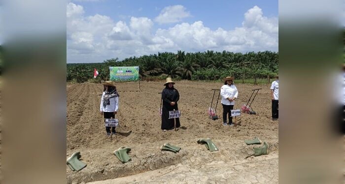 FOTO : IST/MATAKALTENG - Wakil Bupati Kotim Irawati bersama pejabat lainnya saat tanam pardana jagung, Rabu 4 September 2024.