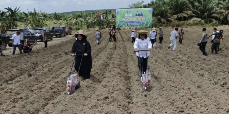 Foto: IST/MATA KALTENG - Kegiatan tanam jagung perdana di Kecamatan Parenggean, Kotim, 4 September 2024.