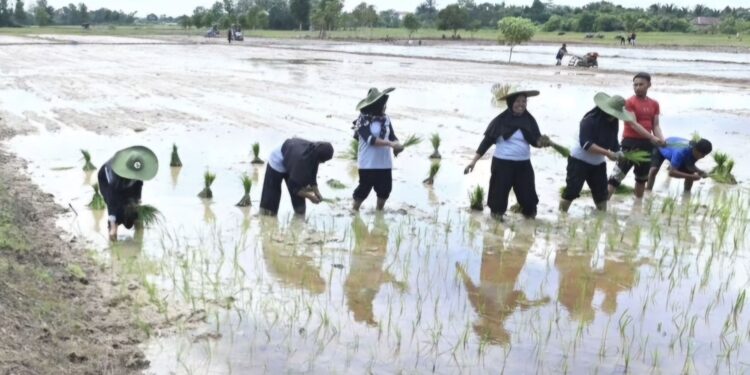 Foto: IST/MATA KALTENG - Pertanian yang ada di Kecamatan MB Ketapang, Kotim.