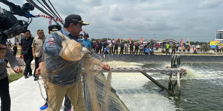 FOTO: AKH MATAKALTENG - Panen perdana udang vaname di Shrimp Estate BERKAH dilakukan oleh Wakil Gubernur Kalteng, Edy Pratowo.