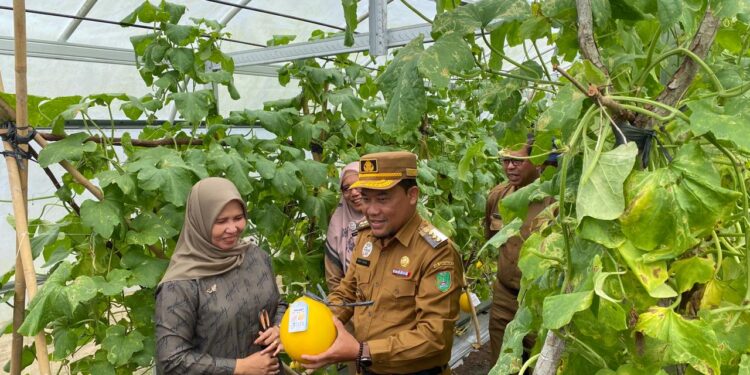 Foto : AKH MATAKALTENG - Panen Melon Emas di demplot agro mini Taman Permata Sukma.