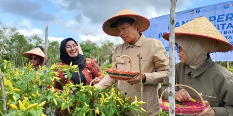 Foto: IST/MATA KALTENG - Panen perdana hasil pertanian menggunakan metode digital farming beberapa waktu lalu oleh Wakil Bupati Kotim Irawati.