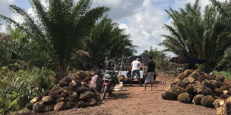 Foto: DIAN/MATA KALTENG - Karyawan perusahaan kelapa sawit saat melakukan pemanenan di wilayah Selatan Kotim.
