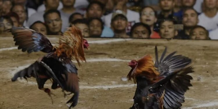 FOTO: MATAKALTENG - Ilustrasi kegiatan sabung ayam.