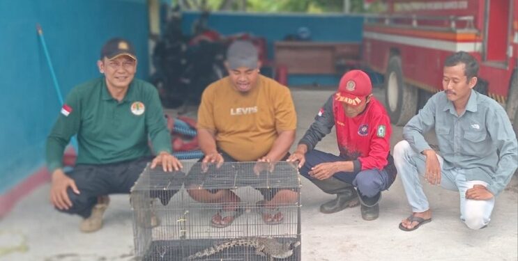 FOTO: IST/MATAKALTENG- Serah terima buaya muara dari warga kepada BKSDA Pos Sampit.
