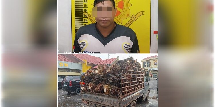 FOTO: IST/MATA KALTENG - Terduga pelaku pencurian buah sawit di PT SKD berinisial S saat diamanakn oleh pihak Kepolisian Polres Kotim.