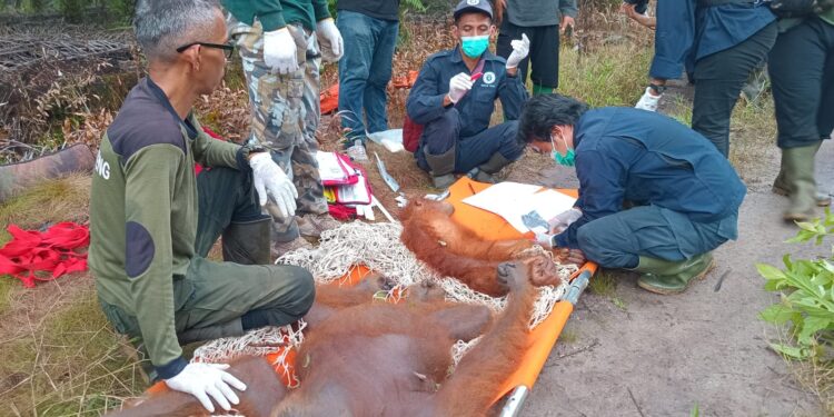 Foto: IST/MATA KALTENG - Rescue dua orang utan di Desa Bagendang Hilir, Kecamatan MHU, Kotim, 23 Oktober 2024.
