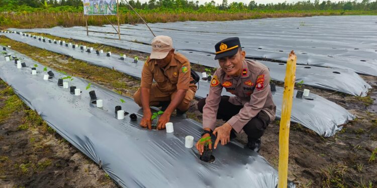 FOTO: MATAKALTENG - Kapolsek Rakumpit, Ipda Joko Susilo pada saat melakukan penanaman cabai.