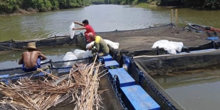Foto:IST/MATA KALTENG - Salah satu tambak ikan yang ada di Kelurahan Tanah Mas, Kotim.
