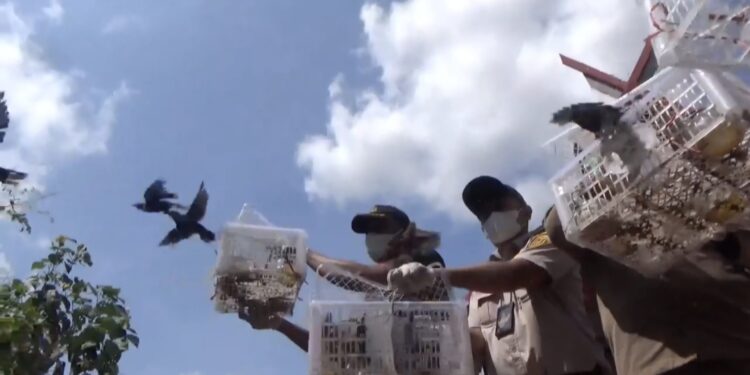 Foto: DIAN/MATA KALTENG - Pelepasliaran 54 ekor burung di pelabuhan Sampit, 25 Oktober 2024.