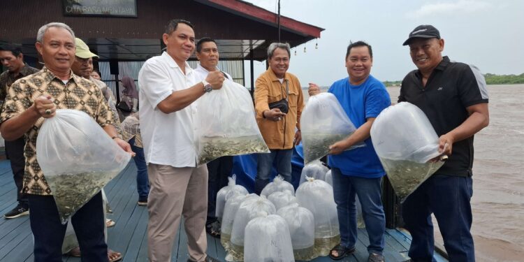 Foto: DIAN/MATA KALTENG - Pelepasan bibit ikan jelawat oleh cabup Kotim Halikinnor di Sungai Mentaya bersama PT Duta Borneo Pratama, 31 Oktober 2024.