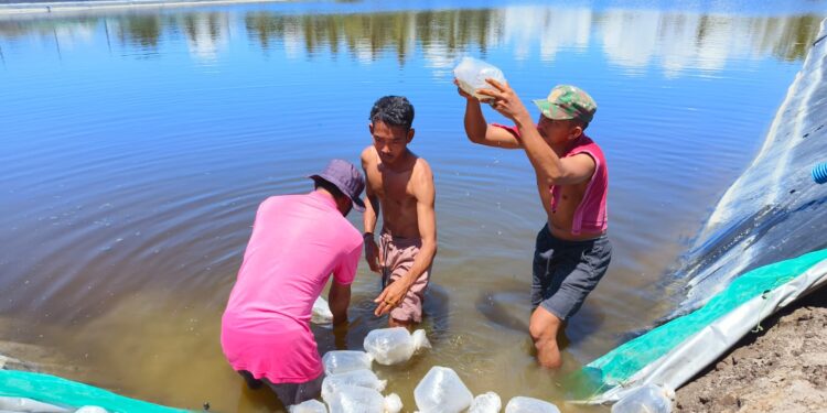 Foto : AKH/MATA KALTENG - Penebaran benih bandeng di tambak pesisir.