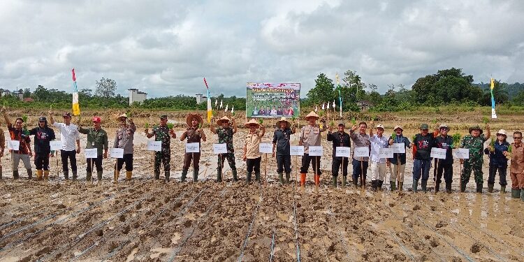FOTO: DISKOMINFO SANTIK/MATA KALTENG
- Pj Bupati Gumas Herson B Aden bersama Dandim 1016/Plk Letkol Jimmy Hutape, Kapolres AKBP Theodorus Priyo Santosa, Kepala Dinas Pertanian Aryantoni dan pihak terkait lainnya, melakukan tanam padi, di lahan poktan Tangkalasa, Kelurahan Tewah, Kecamatan Tewah, Selasa 19 November 2024.