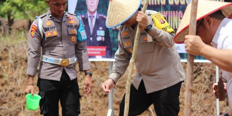 FOTO : HUMAS POLRES GUMAS/MATA KALTENG  JAGUNG : Kapolres Gumas AKBP Theodorus Priyo Santosa didampingi Pabung Kodim 1016/Plk Letkol Inf Maksun Abadi, dan forkopimda, saat melakukan penanaman bibit jagung, di lahan pekarangan polres setempat, Rabu 20 November 2024.