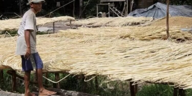FOTO: IST/MATAKALTENG - Warga Desa Baru, Kecamatan Dusun Selatan, Kabupaten Barsel, saat sedang menjemur hasil perkebunan rotannya diterik matahari.