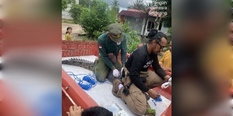 FOTO: IST/MATAKALTENG - Buaya saat diamankan oleh pihak BKSDA Pos Sampit.