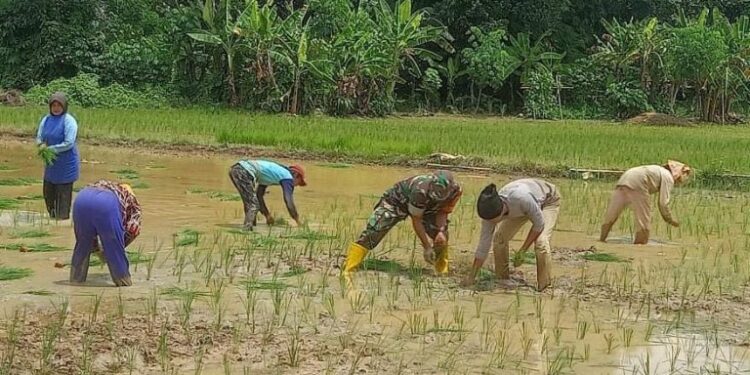 Foto: MATAKALTENG - Babinsa Desa Pararapak Kecamatan Dusun Selatan yang juga turut serta ikut menanam padi milik masyarakat di lahan persawahan.