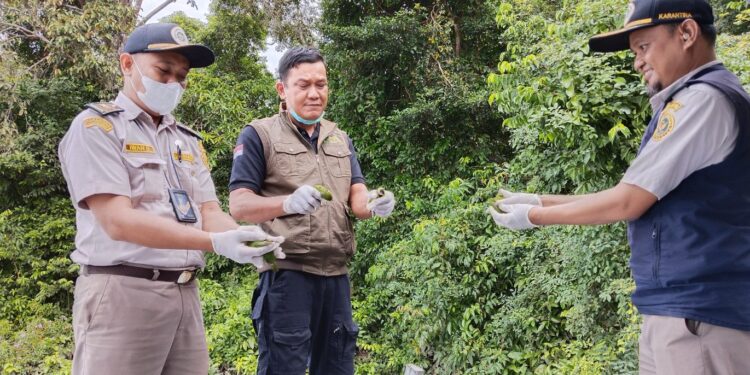 FOTO: IST/MATAKALTENG - Pelepas Burung Cucak Hijau oleh pihak BKSDA Pos Sampit dan Pihak Karantina Pelabuhan Sampit. Burung tersebut didapat dari penumpang Kapal di Pelabuhan Sampit.