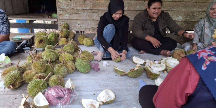 Foto: DIAN/MATA KALTENG - Warga yang menikmati langsung buah durian di kebun durian Desa Jemaras, Kecamatan Cempaga, Kotim.