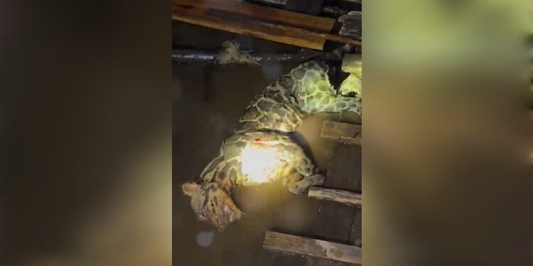 FOTO: IST/MATAKALTENG- Macan Dahan yang diduga dibunuh di Cempaga, Kotim.