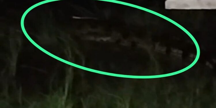 FOTO: IST/MATAKALTENG - Predator darah dingin saat mucul di sekitar pemukiman warga Desa Bamadu, Kecamatan Pulau Hanaut, Kamis 2 Januari 2025.