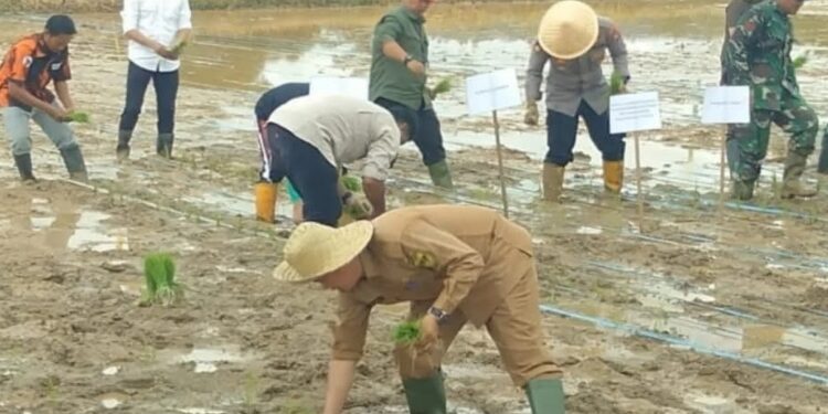 FOTO : DINAS PERTANIAN GUMAS/MATAKALTENG - Sejumlah pihak melakukan penanaman padi di lahan milik poktan Tangkalasa, di Kelurahan Tewah, belum lama ini.
