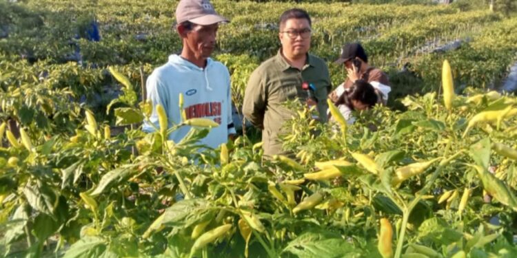 FOTO : DISKOMINFO SANTIK/MATA KALTENG - Kepala Dinas Pertanian Kabupaten Gumas Aryantoni (kanan) ketika meninjau lahan pertanian milik warga, yang ditanami tanaman cabai, belum lama ini.