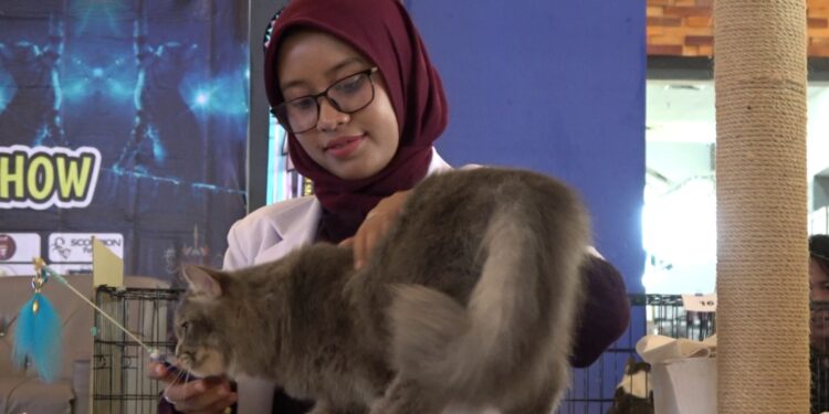 Foto: DIAN/MATA KALTENG - dokter hewan Puspa Bahari pada saat memberikan penjurian dalam kontes fun cat di Citimall Sampit.