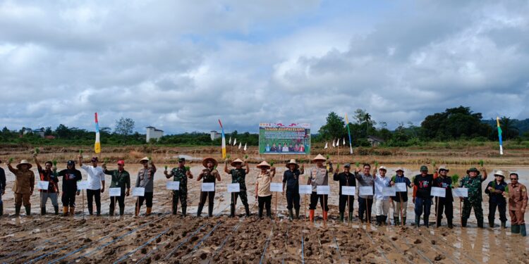 FOTO : DISKOMINFO SANTIK/MATA KALTENG - Pj Bupati Gumas Herson B Aden bersama bersama forkopimda ketika melakukan tanam padi di Kelurahan Tewah, belum lama ini.