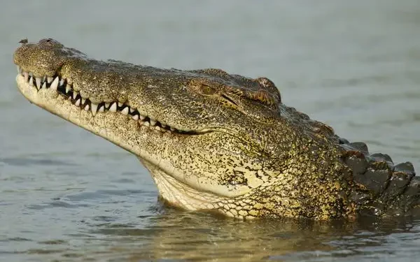 FOTO: Ilustrasi buaya.