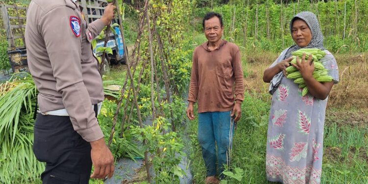 FOTO : HUMAS POLRES GUMAS/MATA KALTENG - Bripka Ahmad Kusairi meninjau lahan yang dimanfaatkan poktan untuk pertanian, Kamis, 16 Januari 2025.