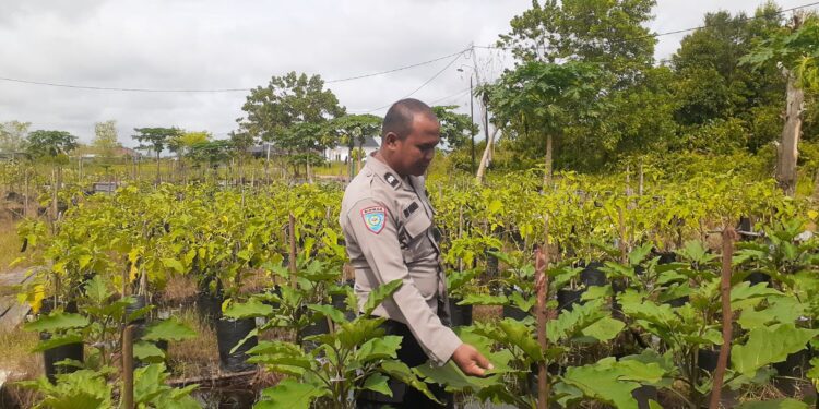 FOTO: MATAKALTENG - Bhabinkamtibmas Kelurahan Panarung, Aiptu Edi Prayitno, pada saat meninjau kebun warga.