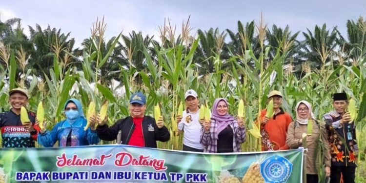 Foto:DOK/MATA KALTENG - Bupati Kotim saat melakukan panen jagung di kecamatan Seranau tahun lalu.